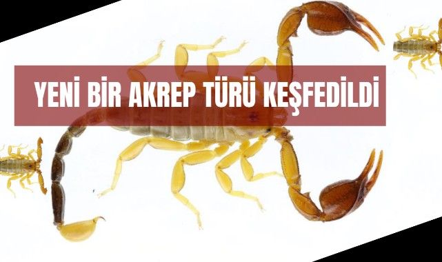 Yeni Bir Akrep Türü Keşfedildi - Bizim Sivas