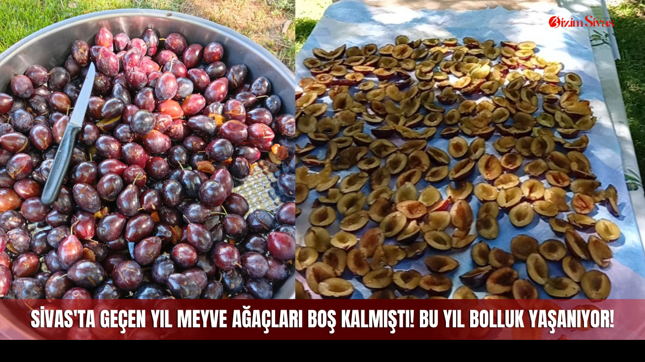 Sivas'ta Geçen Yıl Meyve Ağaçları Boş Kalmıştı! Bu Yıl Bolluk Yaşanıyor!