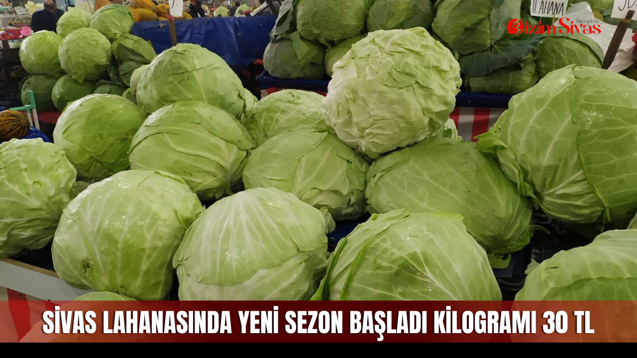 Sivas lahanasında yeni sezon başladı kilogramı 30 TL