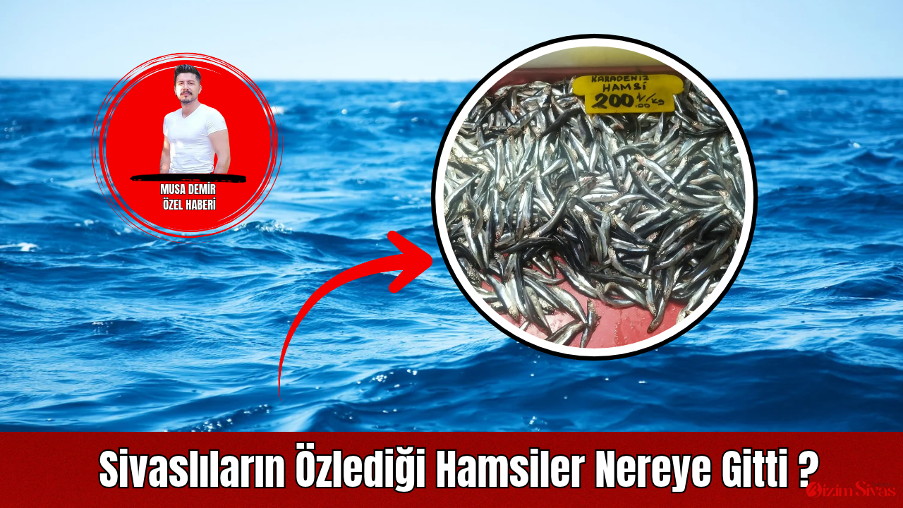 Sivaslıların Özlediği Hamsiler Nereye Gitti?