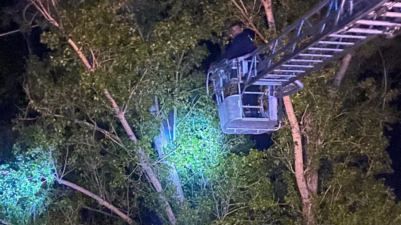 Şarkışla'da dron için ağaca çıktı, inemedi!