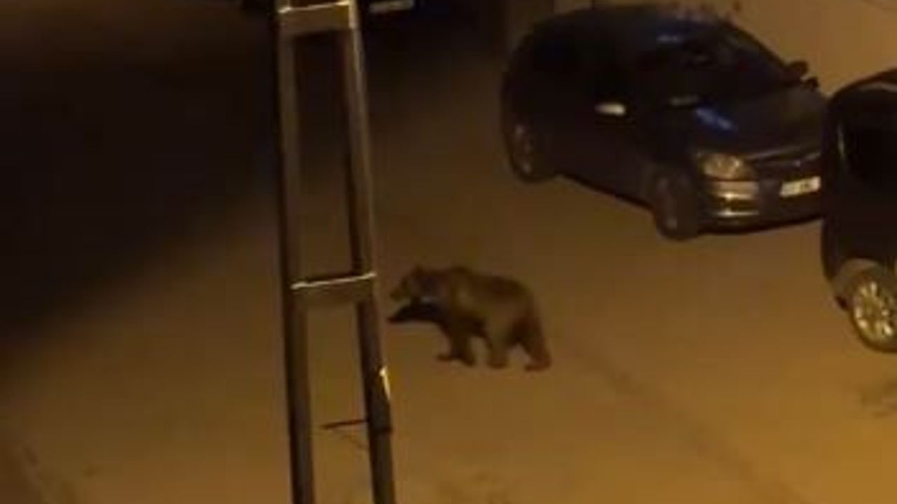 Sivas Zara’da ayı paniği büyüyor! Gece sokaklarda görüntülen