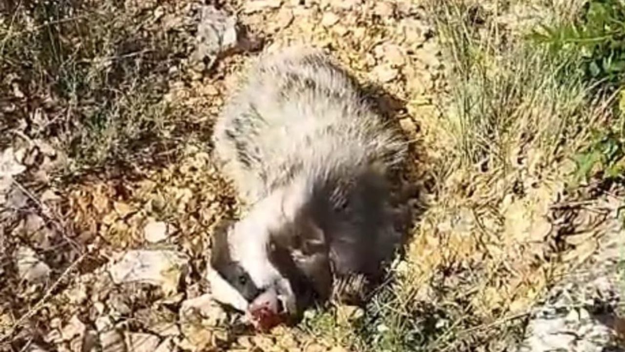 Malatyalı Vatandaş Dünyanın En Korkusuz Hayvanını 