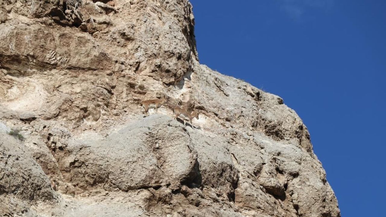 Sivas’ta dağ keçileri yol kenarında kameraya yansıdı