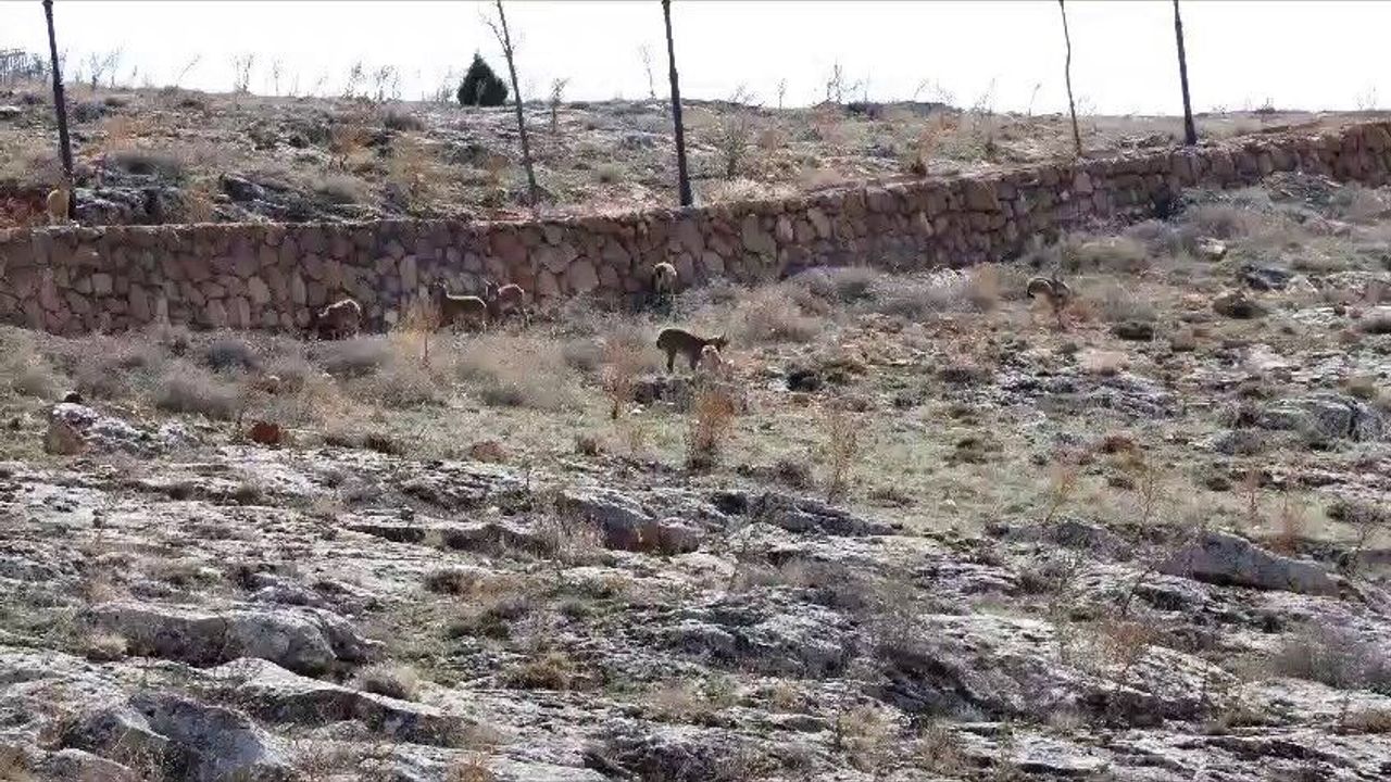 Divriği'de Dağ Keçileri Seyir Terasında Görüntülendi