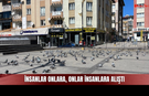 Sivas’ta Vatandaşlar Besliyor, Güvercinler Toplanıyor