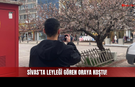 Sivas'ın Göbeğindeki O Ağacı Görenler Durup Bakıyor