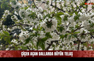 Sivas’ta Bahar Sevinci Yarım mı Kaldı?