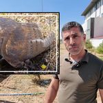 Sivas'ta okul bahçesinde peçeli baykuş bulundu