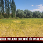 Yıldızeli’nde nohut tarlaları bereketli bir hasat için gün sayıyor