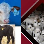 Sivas’ta Hayvancılık Desteklemeleri İçin Başvurular Başladı