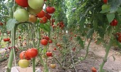 Erzincan seralarında üretilen domates 16 liradan alıcı buluyor