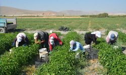 Adabağ'da üretilen organik ürünler tarladan direkt halka ulaşıyor