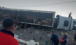  Virajı alamayan hayvan yüklü tır devrildi