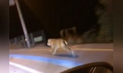 Arabayla yarışan akıllı köpek