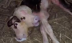 2 gün arayla doğan yavru hayvanlar şaşırttı