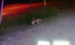 Aç kalan kurt şehre indi, o anlar kameraya yansıdı