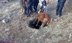 Çukura düşen buzağıyı itfaiye kurtardı