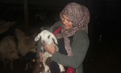Devletten destek alan kadın çiftçi hayvan varlığını 2 katına çıkardı