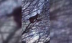 Kırmızı listede yer alan vaşak görüntülendi