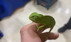 Mandalina kolisinden bukalemun çıktı