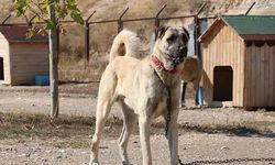 Sivas Kangal köpeklerini diğer köpeklerden ayıran özellikleri