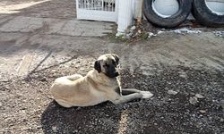 Sokak köpekleri tedirgin ediyor