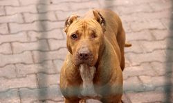 Uzmanı uyardı, "Hareketsiz kalmak köpek saldırılarını önleyebilir”