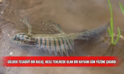 Göldeki Tesadüfî Bir Buluş, Nesli Tehlikede Olan Bir Hayvanı Gün Yüzüne Çıkardı 
