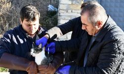 Gürün'de sokak hayvanlarına kuduz aşısı yapılıyor