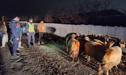 Kayıp koyunları jandarma buldu