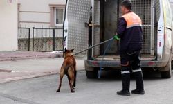 Tasmalı köpek dehşet saçtı, 2'si çocuk 4 kişiyi yaraladı
