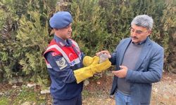 Yaralı bulunan Atmaca koruma altına alındı