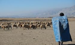 Zemheri ayında güneşli hava, küçükbaş hayvanları yeniden meralara çıkardı