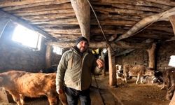 'Dilber' şarkısı ile ineklerin süt verimini artırdı