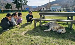 Engelli anne Boncuk ve yavruları okulun neşesi oldu