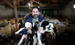Yeni yılın ilk kuzuları dünyaya geldi