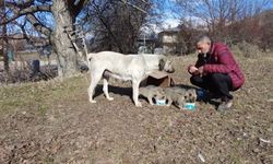 9 yavrusu bulunan sokak köpeğine mahalleli sahip çıkıyor