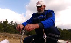 Dağ dağ gezip yabani meyve ağaçlarını aşılıyor