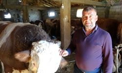 Depremzede hayvan yetiştiricileri üretimlerini sürdürüyor