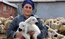 Erzincan'da koyun ve kuzuların coşkulu buluşması