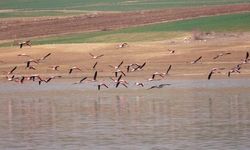 Flamingo akını bozkırı renklendirdi