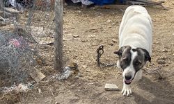 Köpeğin ısırdığı çocuk ağır yaralandı