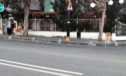 Köpekler vatandaşları tedirgin ediyor
