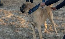 Niğde'de köpek dövüştüren 83 kişi suçüstü yakalandı