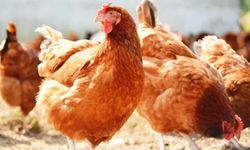 Tavuk eti üretimi aylık yüzde 1,4 arttı