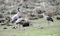 Türkülere konu olan telli turnalar Erzincan'da görüntülendi