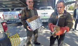  Yaralı kulaklı orman baykuşu tedavi altına alındı