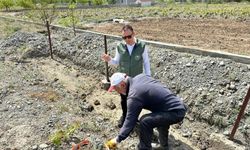 Bağ Küllemesi Hastalıkları tedirginliği!