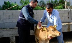 Büyükbaş hayvanlar kenelere karşı ilaçlanıyor